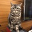 淘淘小肥猫