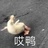 风纪扣