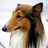 悍犬