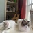 养了3只猫
