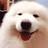 苦瓜大师