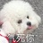 黄雀