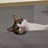 猫过留毛