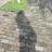 叶飞飞