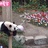 念鱼的泡沫