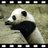 Panda的阴影