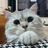 羞猫猫