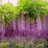 Wisteria