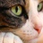 猫儿