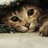 海底之猫