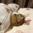 飞鸟与鱼