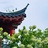 没有什么名字