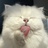 没鼻梁的猴儿