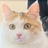 教室里的猫