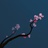 一枝梅