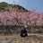 木田凡花