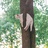 MEOW