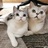 kisscat
