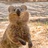 Quokka