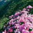 落花时节又逢君
