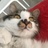 猫牙塔