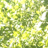 夏夜飞行