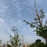 我想要两颗西柚