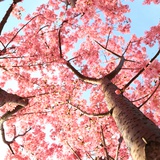 栖真馆