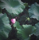 静静