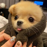 周泽楷