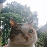 洛根羊
