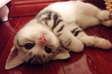 马上有猫咪