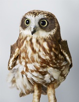 hibou gras