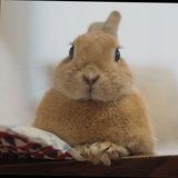 驹子