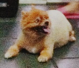 gnitiz