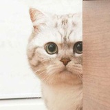 苏小喵
