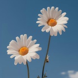 立夏