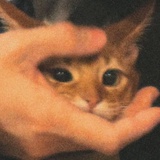 野秋