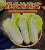 娃娃菜