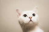 雷小猫