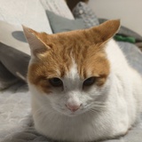 团砸