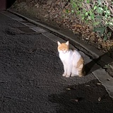 番你哦