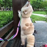 噼里啪啦
