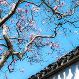 众妙