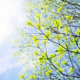 清川