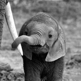 elephant calf