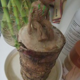 开叶了的巴西木