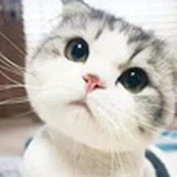Kiki