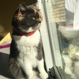 夏木刺猬