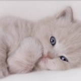 猫哥